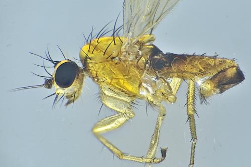 Lonchoptera lutea